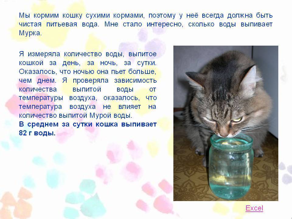 Можно ли кошке пить воду из крана?