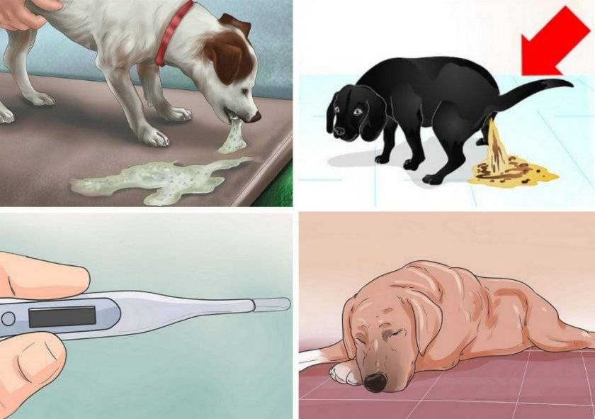 Понос с кровью у собаки: причины и лечение в домашних условиях, слизь в кале, профилактика