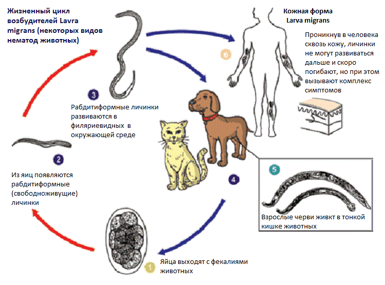 Схема лечения глистов у собак