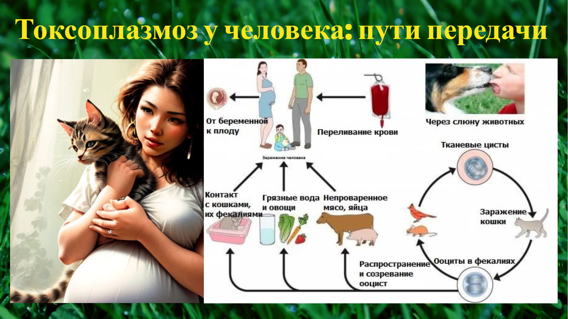 Токсоплазмоз симптомы у кошек