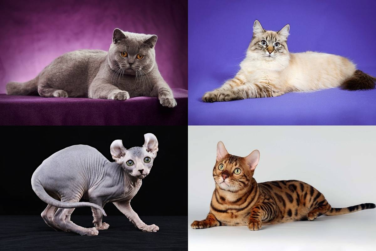 Популярные породы кошек: топ самых актуальных!