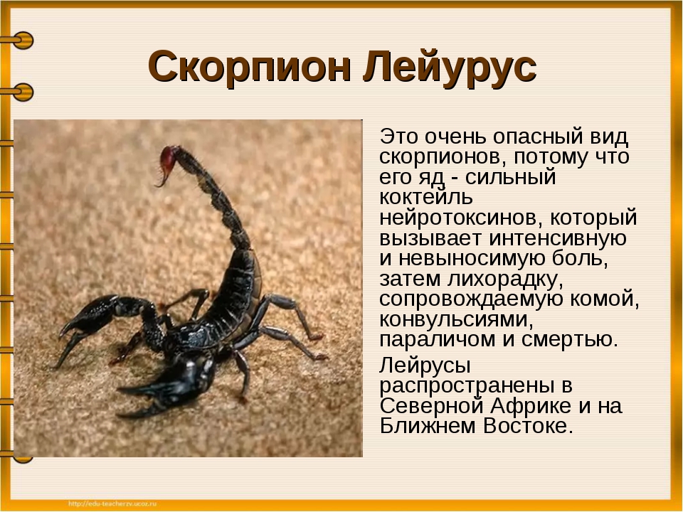 Какой тип развития характерен для скорпиона. Ядовитые паукообразные Скорпионы. Рассказ о Скорпионе. Скорпион описание. Доклад про скорпиона.