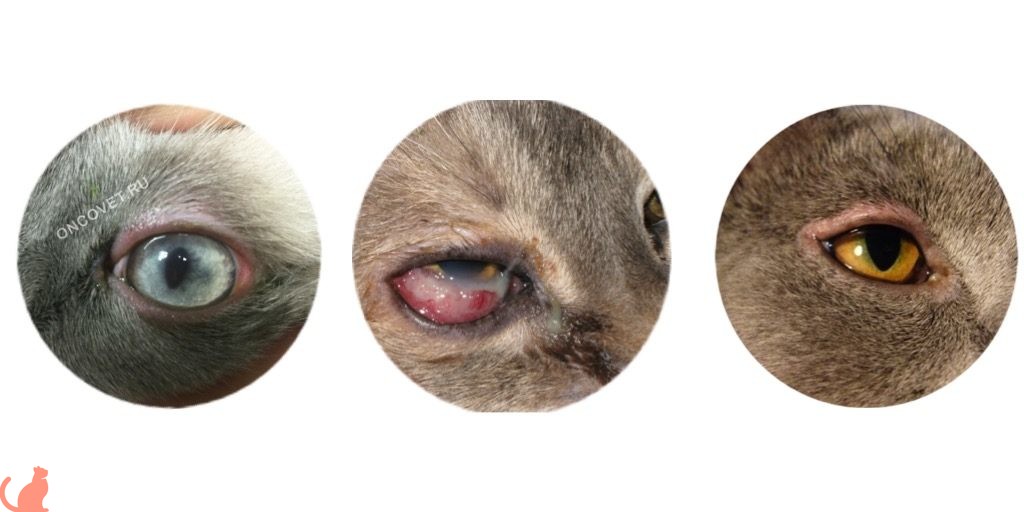 5 причин почему кошка щурит один глаз