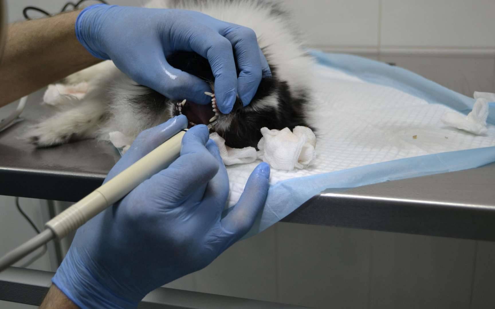 Плюсы и минусы стерилизации кошек и кастрации котов