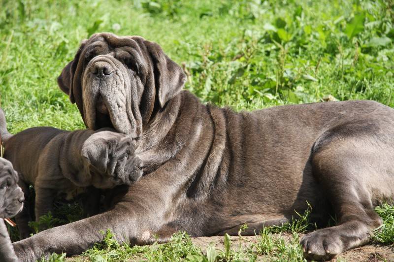 Мастино неаполитано: фото собак, описание породы, принятый стандарт, особенности характера, правила ухода и отзывы владельцев