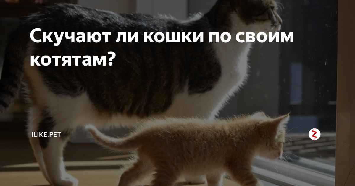 Узнают ли кошки своих хозяев после разлуки? - psychbook.ru