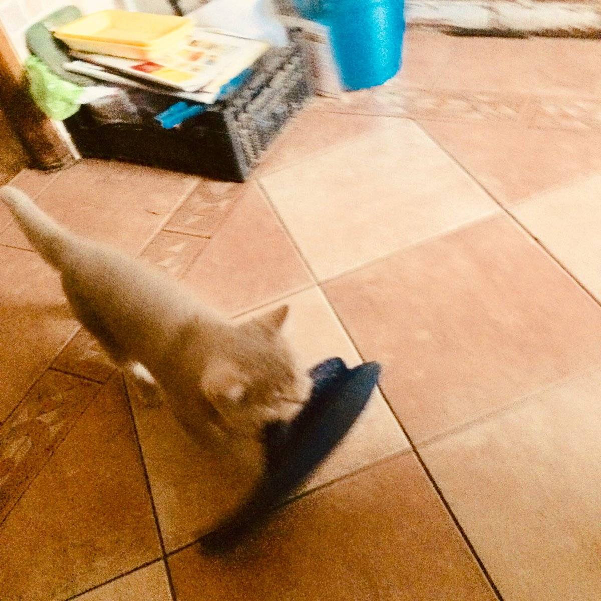 Как научить кота приносить тапочки - это реально!