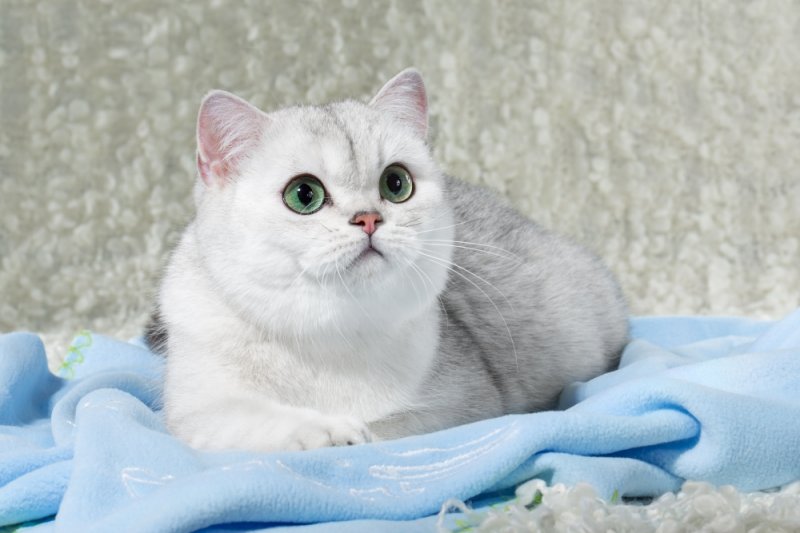 Серебристая шиншилла кошка. описание, особенности, уход и содержание породы