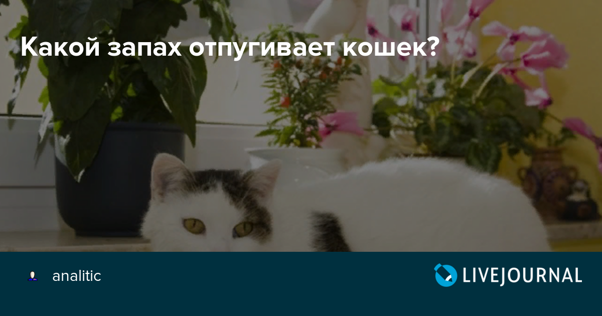 Как отучить кошек портить мебель, а также комнатные и огородные растения с помощью запахов
