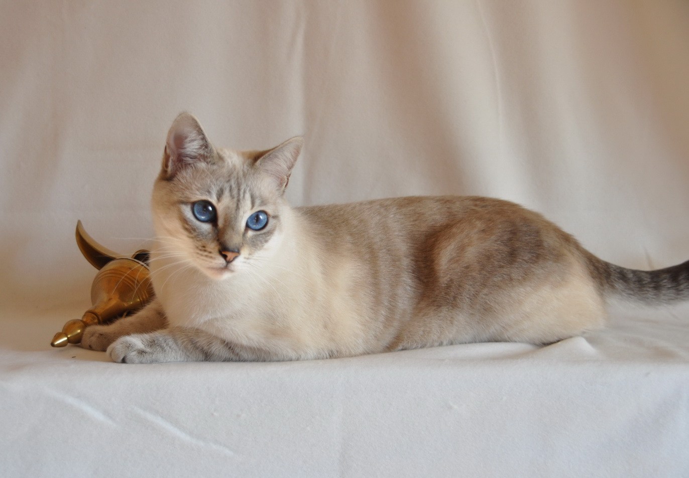 Тайская кошка окрасы