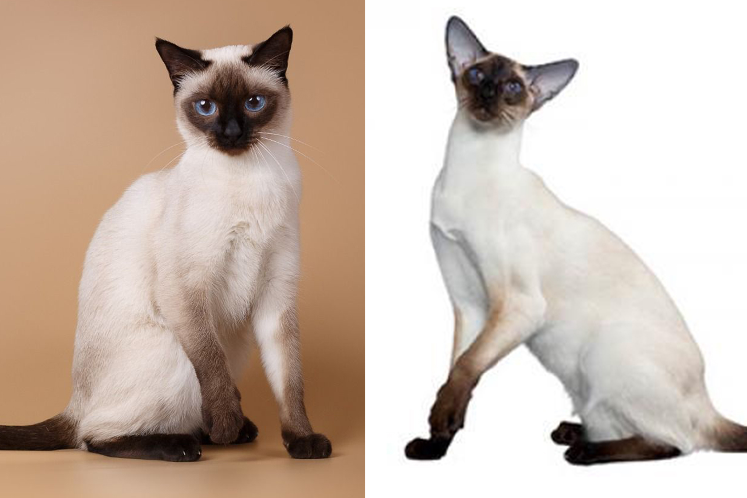 Чем отличается тайская кошка от сиамской: происхождение, отличие внешности, темперамента, как распознать котенка