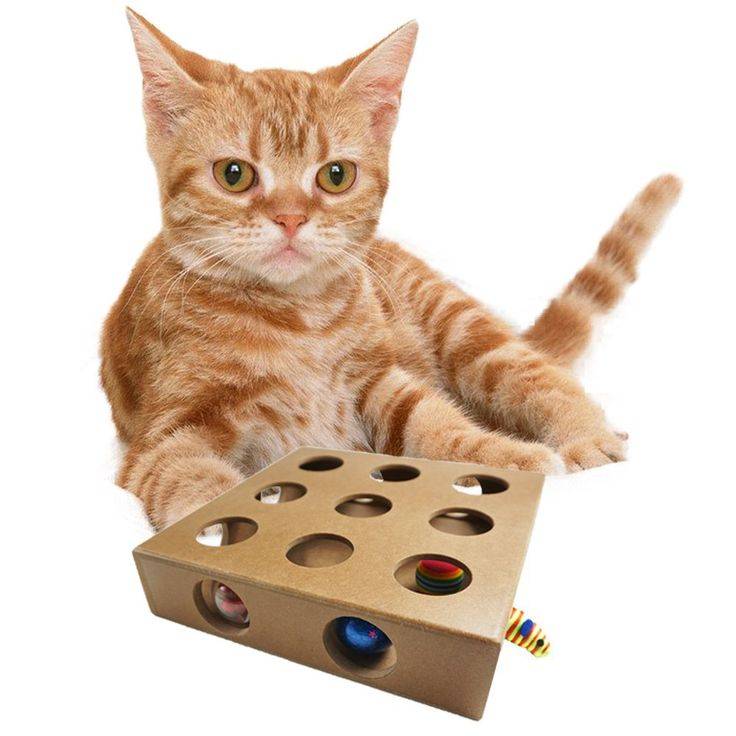 Топ-10 лучших игрушек для котенка | бетховен - сеть зоомагазинов | дзен