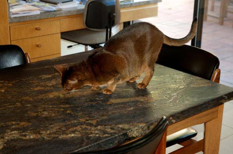 Как отучить собаку лазить на стол – воровать еду, попрошайничать
