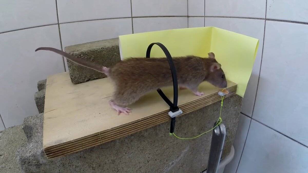 Как можно поймать крысу в домашних условиях