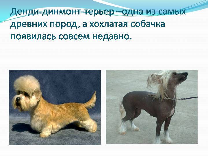 Самые старые породы собак в мире