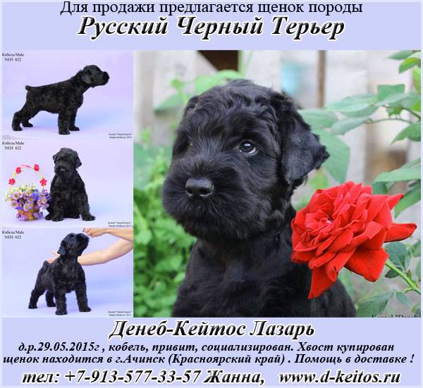 Собаки » породы » русский черный терьер