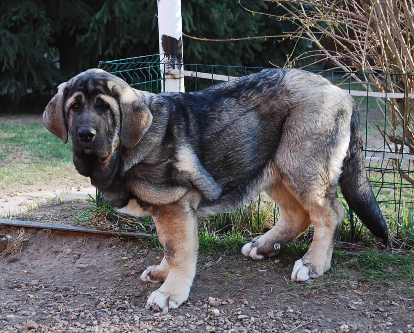 Описание породы собак испанский мастиф: характер, уход, предназначение
