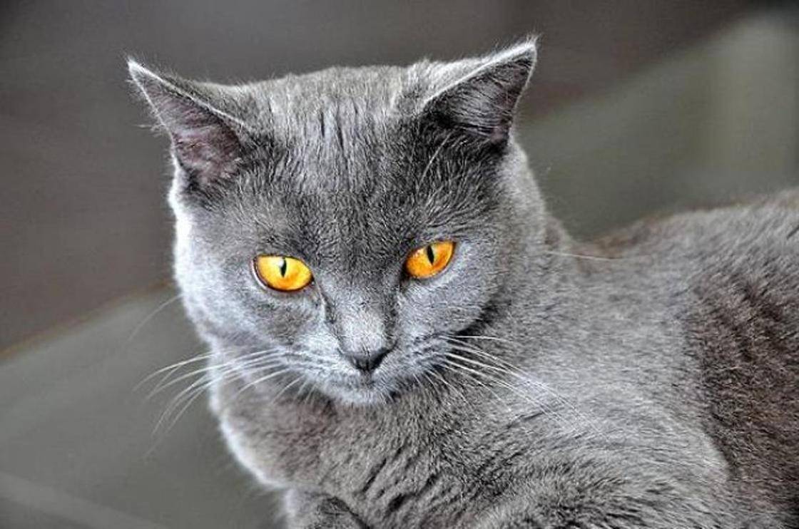 Шартрез кошка: фото, описание породы, характера, ухода