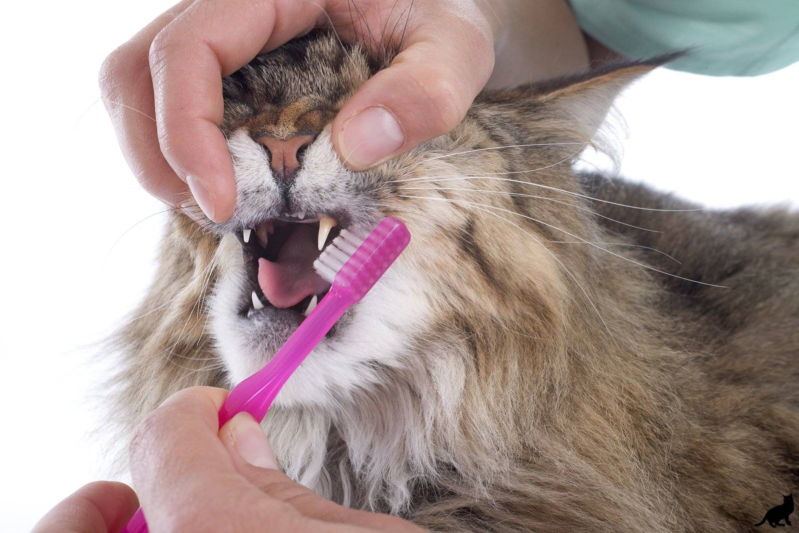 Зубной камень у кошек: причины, эффективные средства и способы чистки зубов у питомца