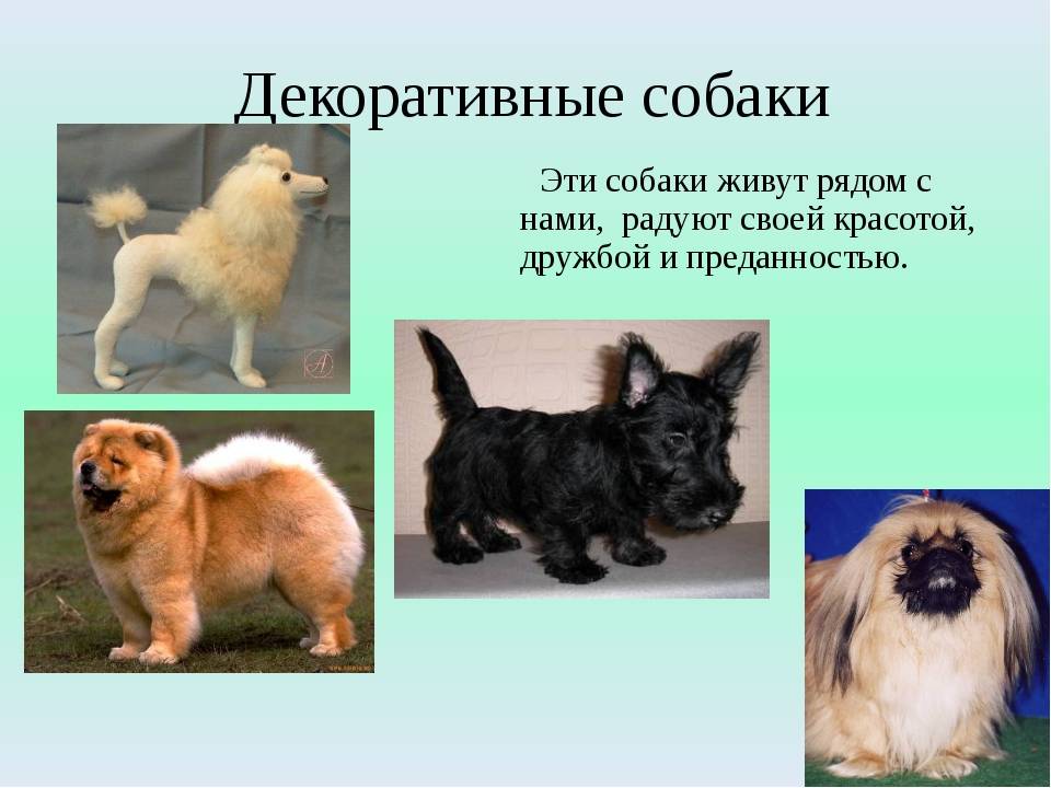Породы собак маленьких размеров с фото, названиями и особенностями характера - женская жизньженская жизнь