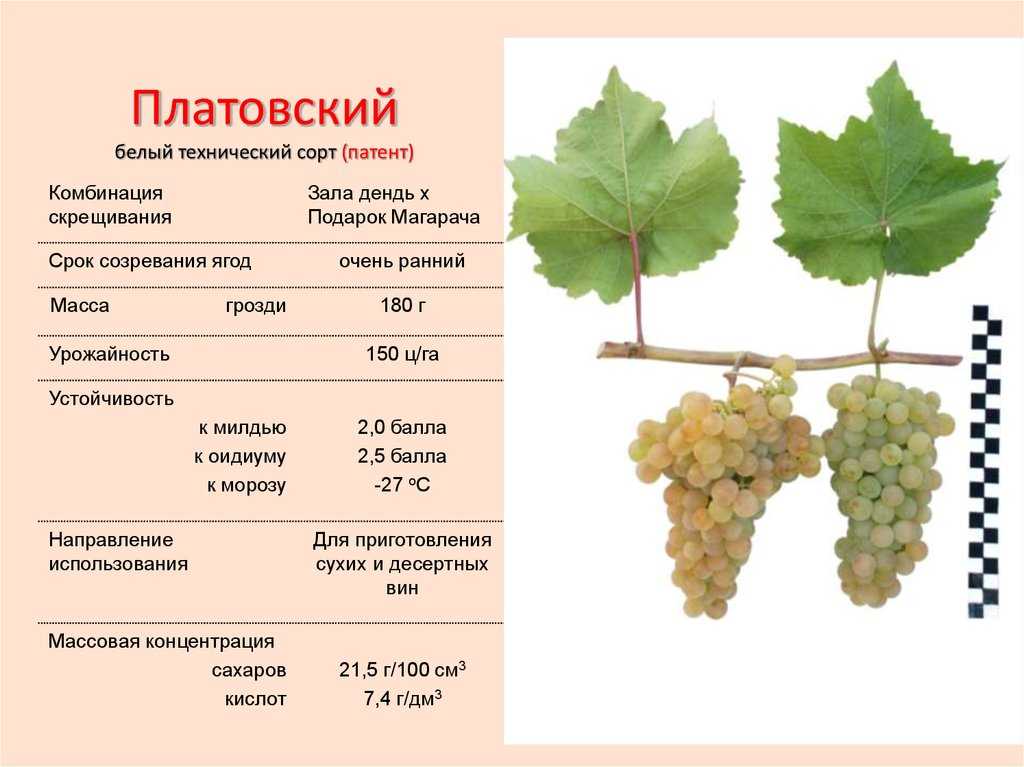 Можно ли кроликам давать виноград и его листья