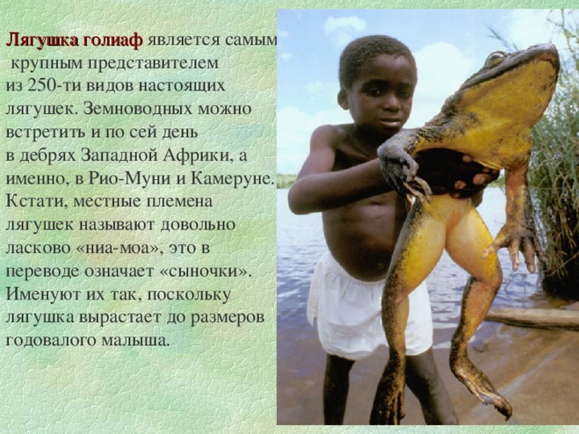 Самые красивые лягушки и жабы в мире ( + фото )