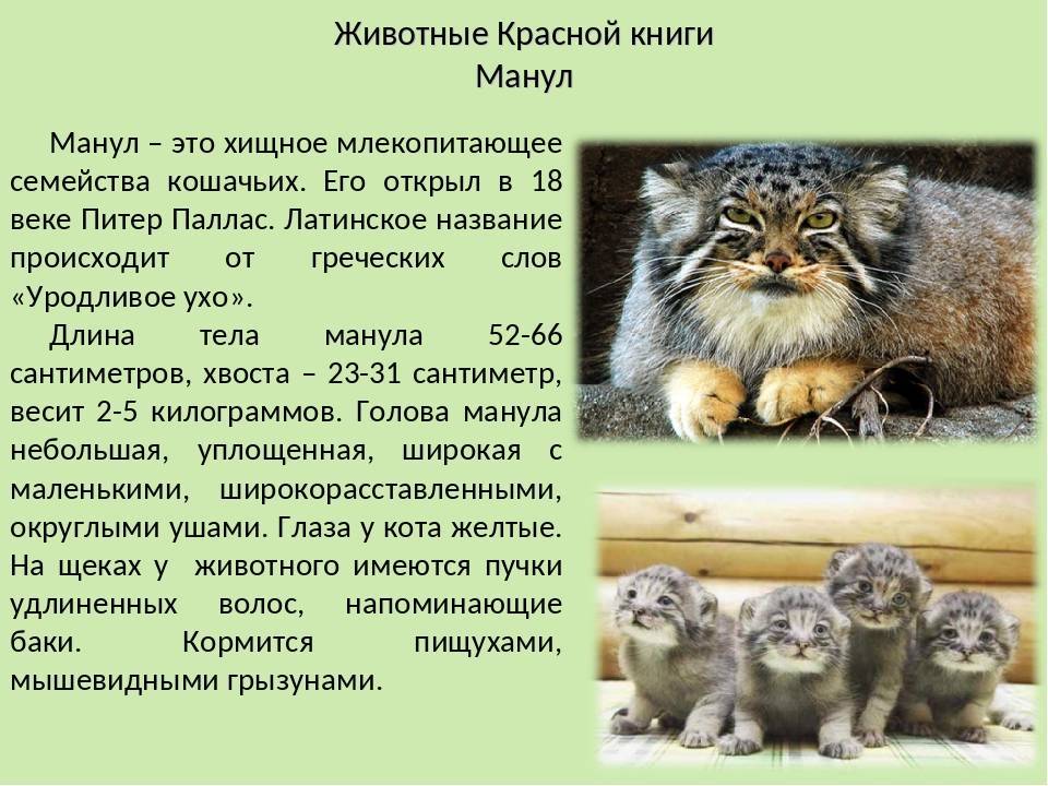 Интересные факты о мануле — самом диком коте