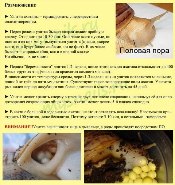 Чем кормить улиток, что едят и чем питаются улитки