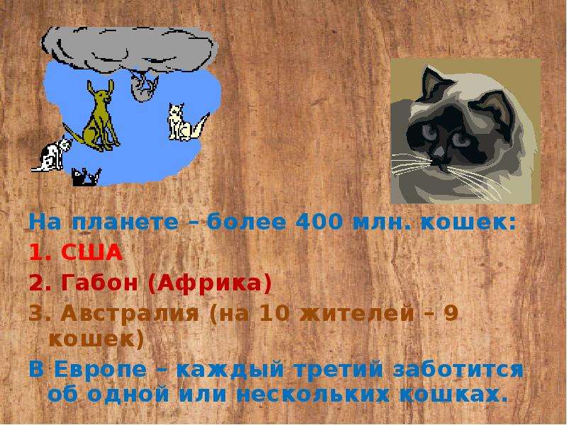 Сколько жизней у кошек 7 или 9? откуда это пошло- истории +видео рассказы