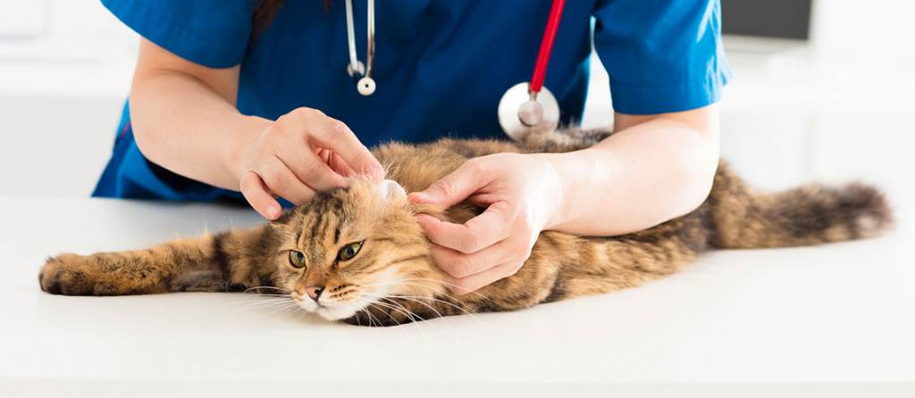 Анемия у кошек: лечение, препараты