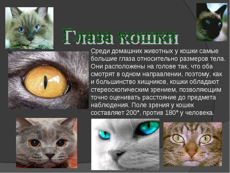 Как видят кошки наш мир, описание особенностей зрения, картинки, видео