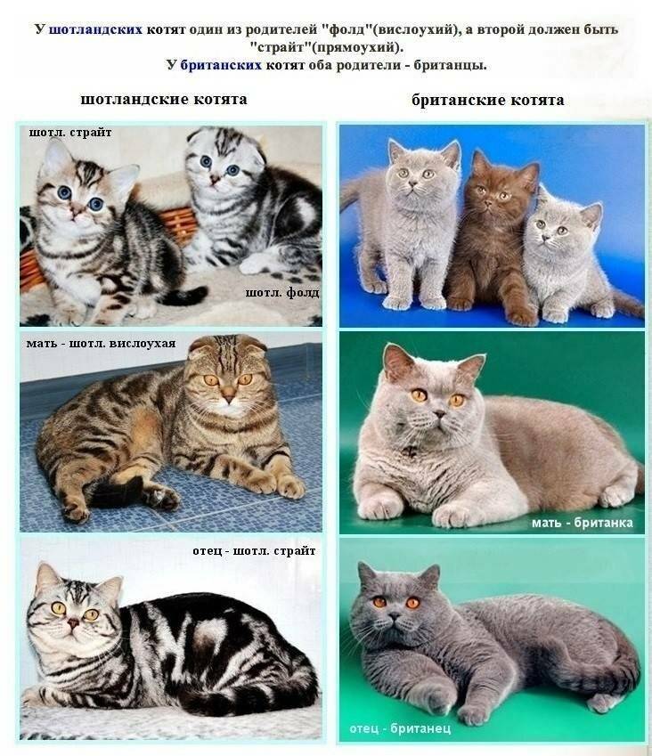 Шотландские прямоухие кошки (скоттиш страйт): описание породы, характер, здоровье