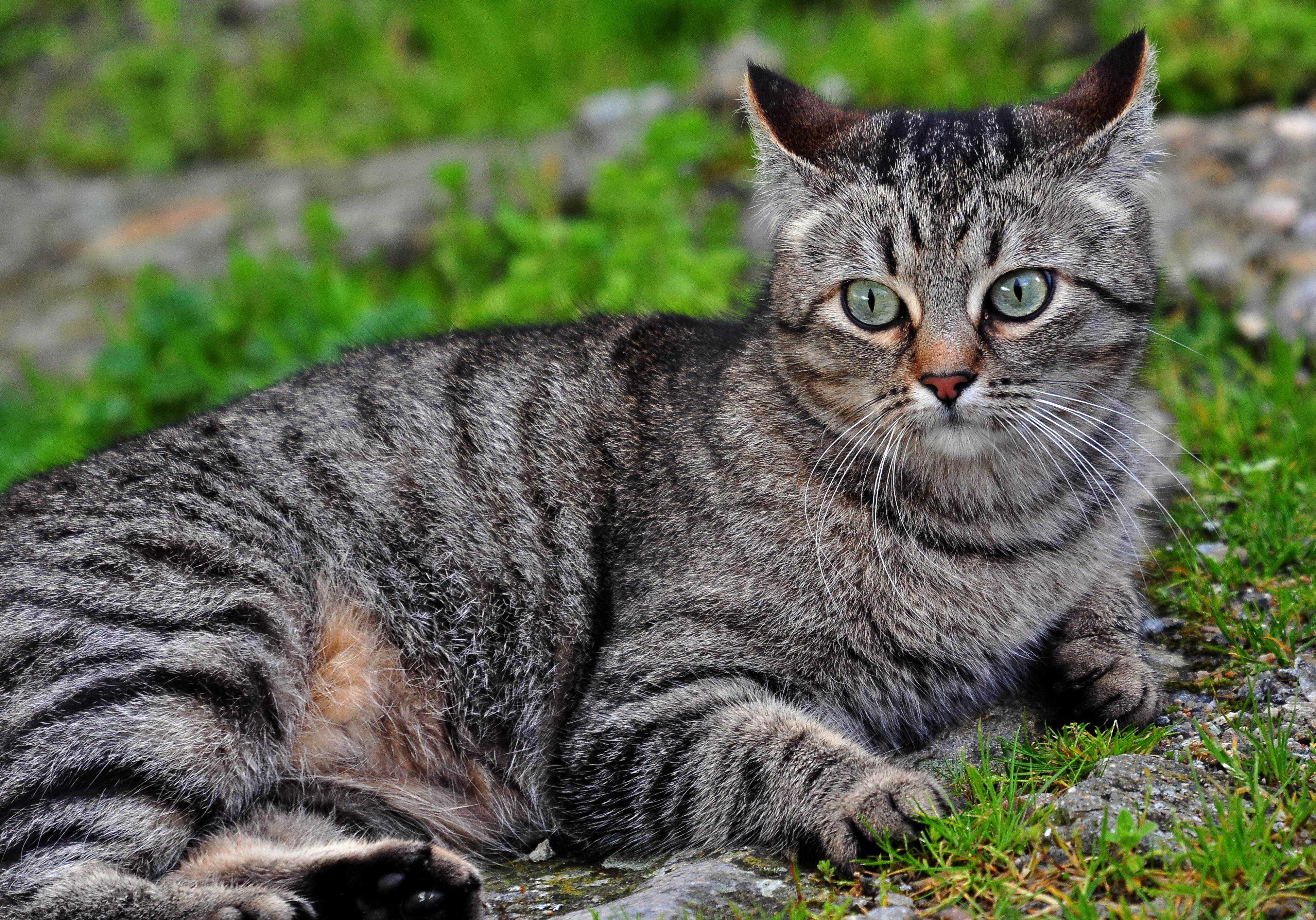 Европейская короткошерстная табби. Европейская Лесная короткошерстная кошка. Сибирская кошка короткошерстная. Сибирский кот полосатый короткошерстный. Серая полосатая порода