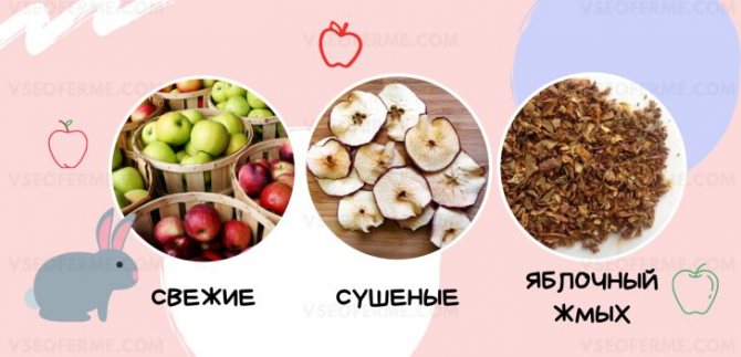 Можно ли давать свежие яблоки животным и птицам в каком количестве