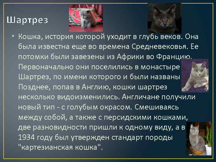 Шартрез (кошка): описание породы, характер, отзывы (с фото и видео)
