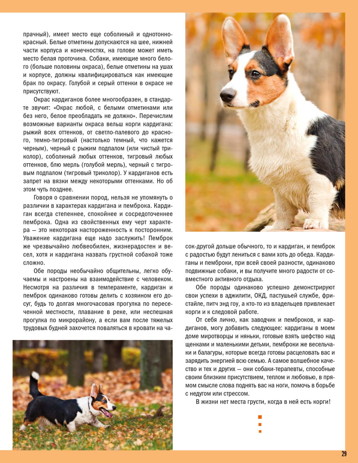 Вельш-корги-кардиган: характер собак и описание породы по стандарту с фото щенков и отзывами владельцев