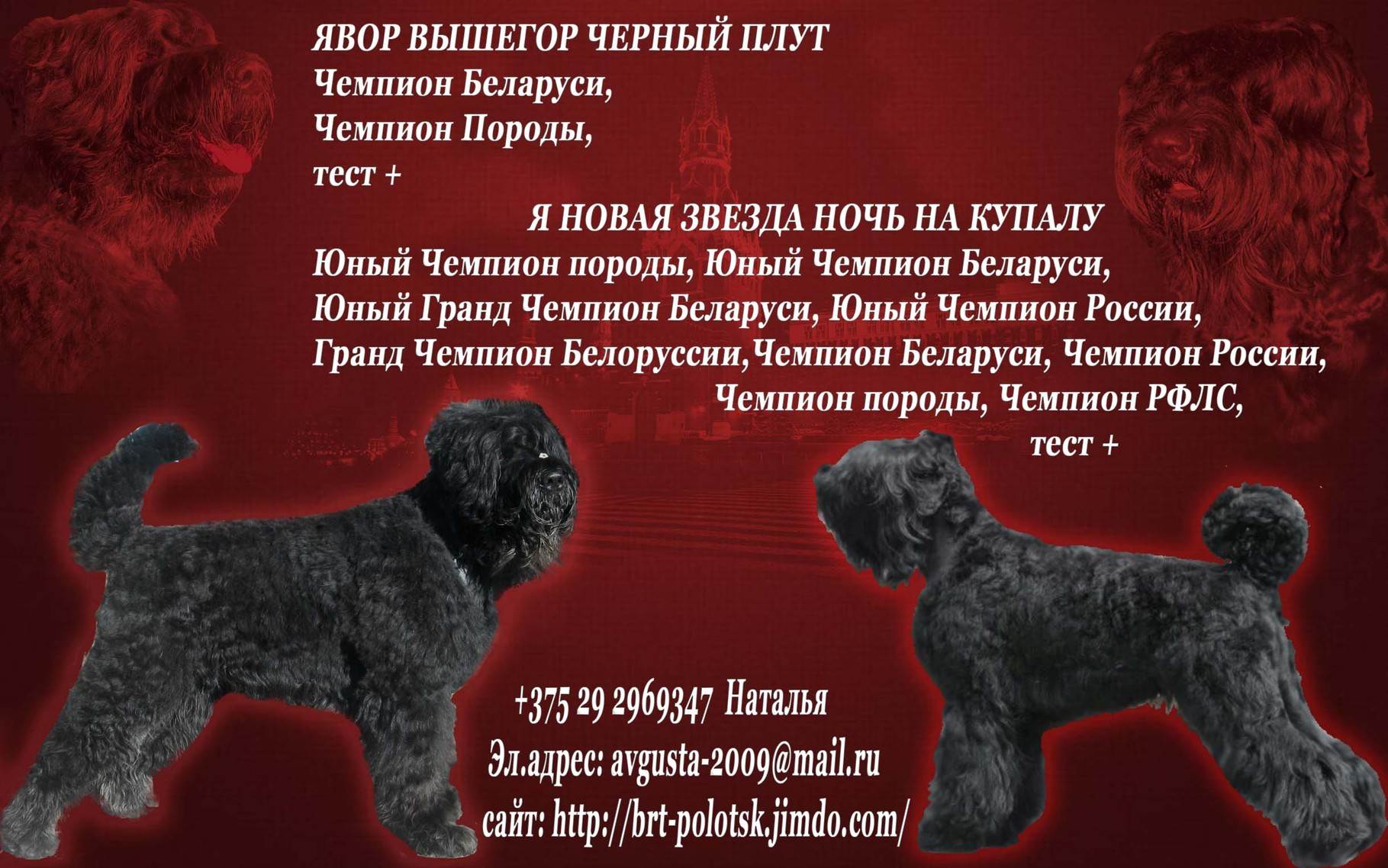 Собака сталина: порода, описание, фото :: syl.ru