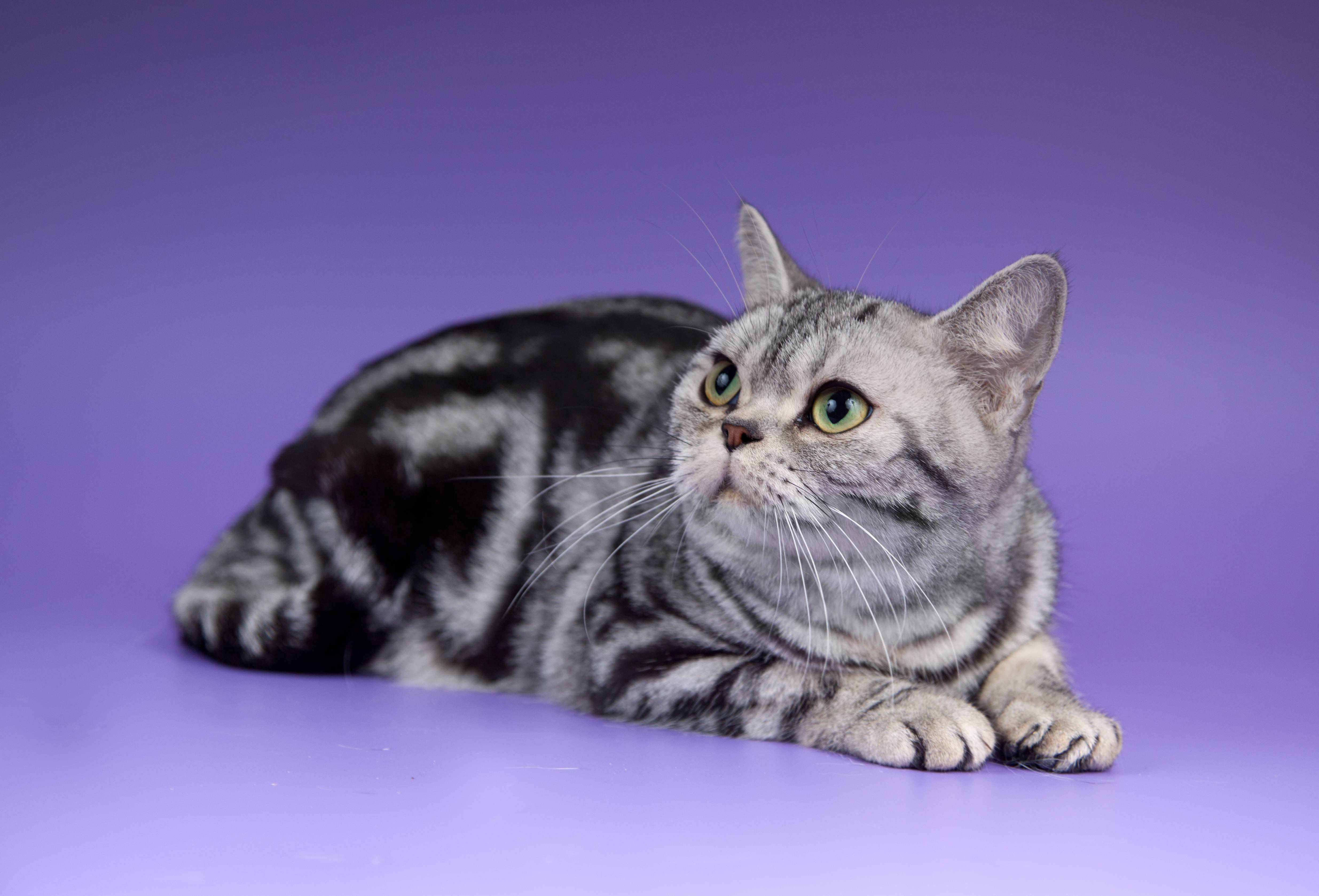 Американская короткошерстная кошка: фото, характер, описание