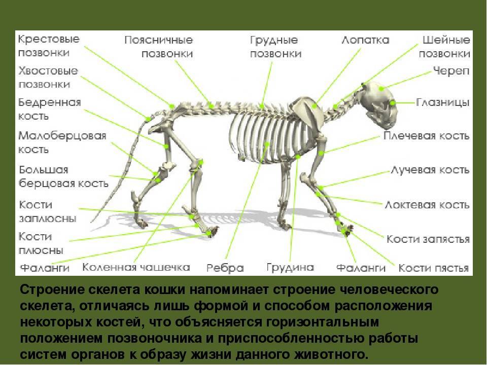 Строения скелета кошки
