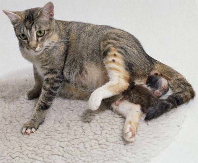 Через какое время кошки могут беременеть повторно после недавних родов