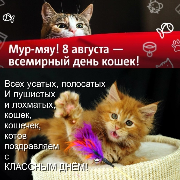 День кошек: 1 марта или 8 августа ?