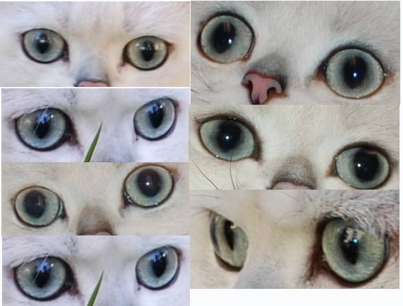 Когда у котенка меняется цвет глаз?
