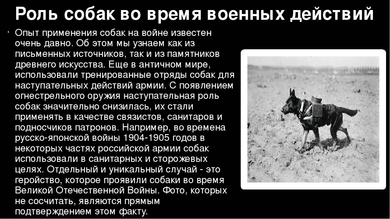 Русские служебные собаки-герои — самые известные подвиги четвероногих друзей