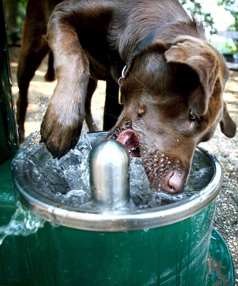 Сколько пьют щенки. Животное пьет воду. Налейте животным воды. Жажда у животных. Собака пьет.
