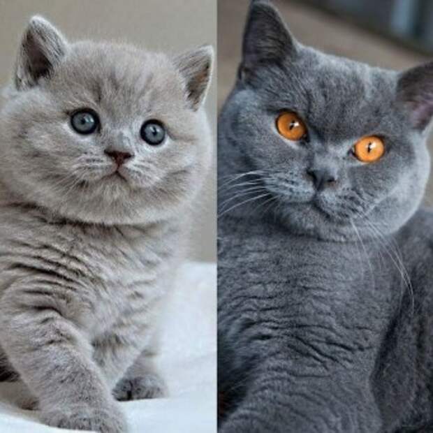 Почему у котят голубые глаза? когда и почему меняется цвет глаз у котят когда меняются глаза у котят британцев