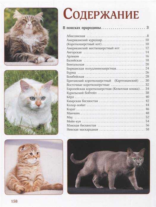 Европейская короткошёрстная кошка