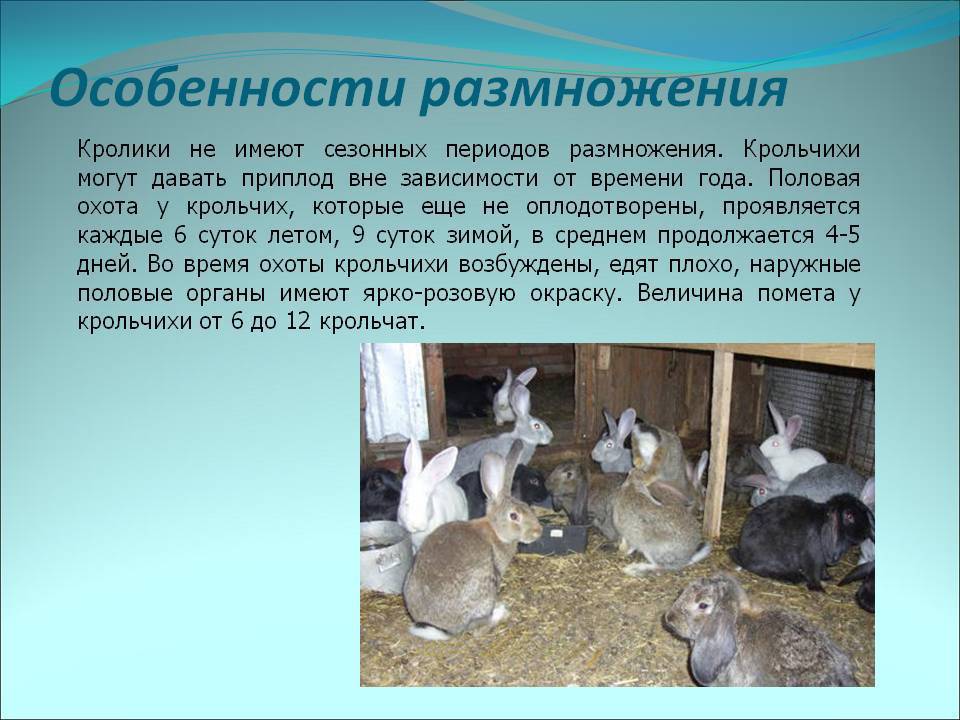 Кролиководство. спаривание кроликов, подготовка, когда подсаживать