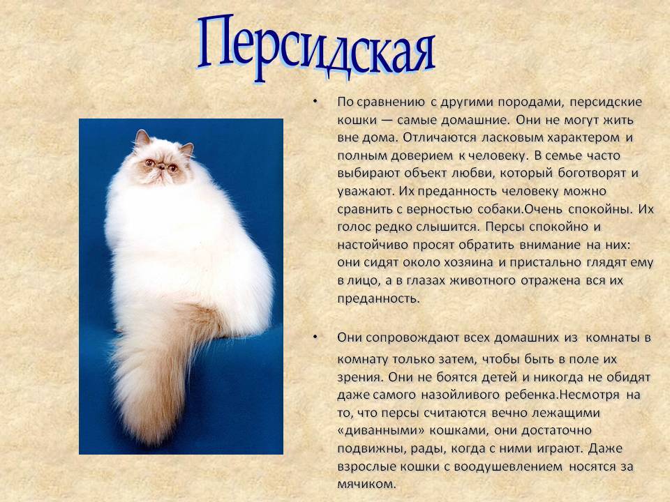 Новая порода кошек — снупи, милые коты с большими глазами, белый кот коби, как называется котёнок с огромными глазами