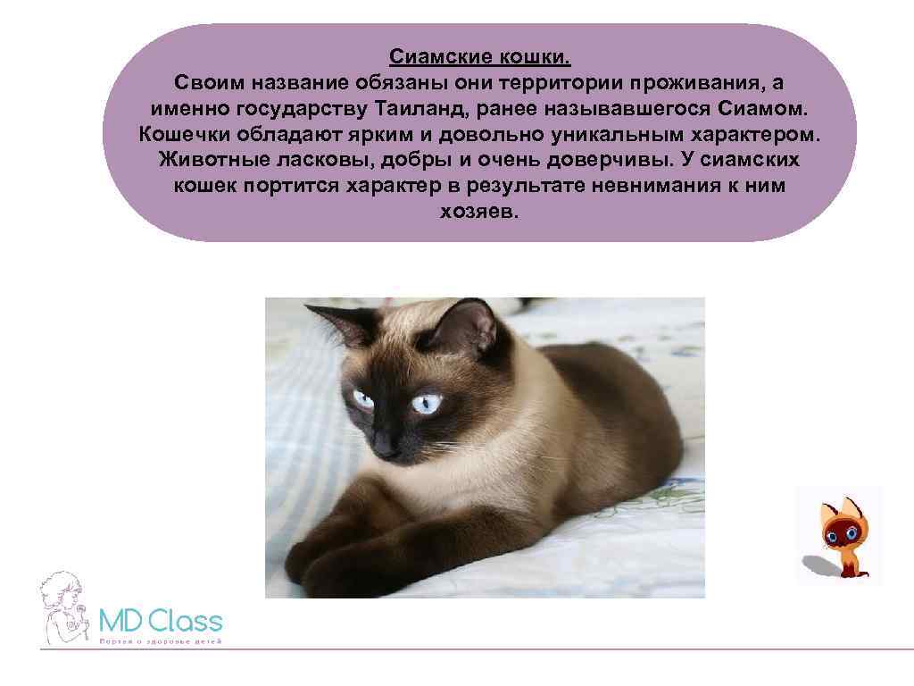Особенности характера сиамской кошки