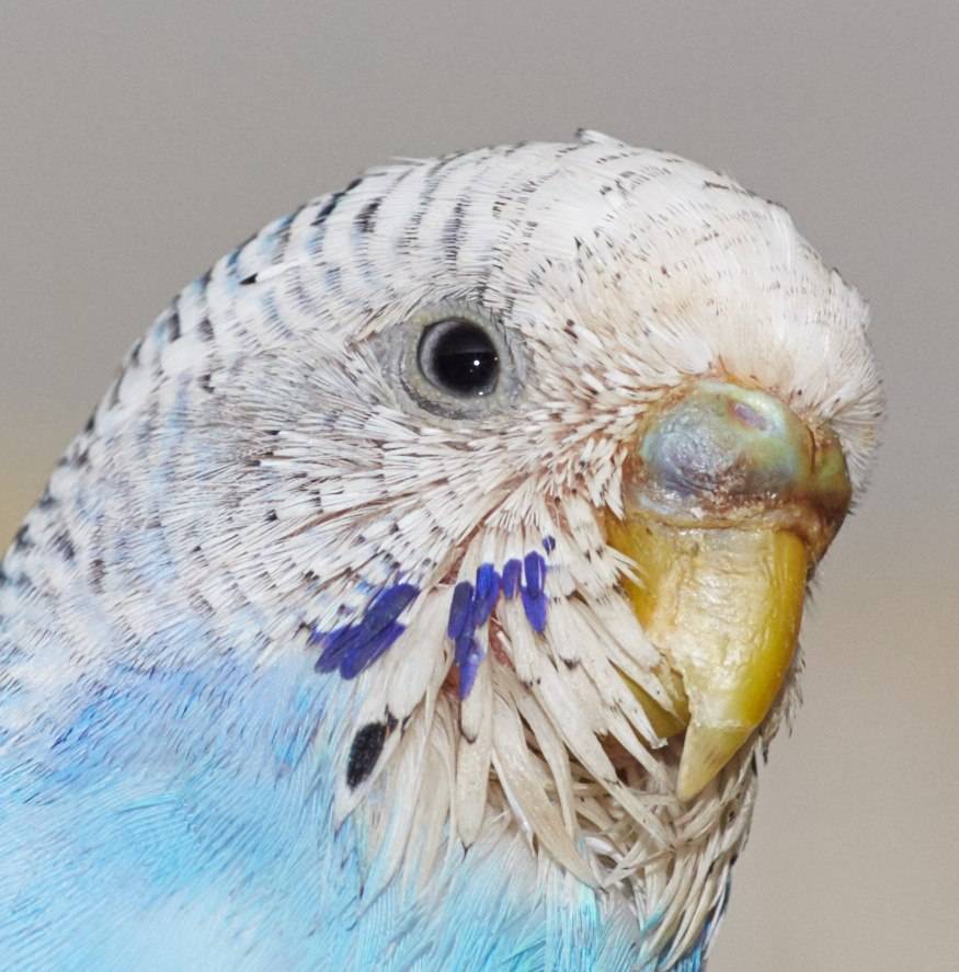 Клещи у попугаев – диагностика и лечение